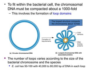 Lecture 20 Chp 10 Chromosome Organization and Molecular Structure.pptx