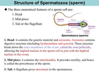 Structure of Spermatozoa (sperm)
◆The three anatomical features of a sperm cell are:
1. Head
2. Mid-piece
3. Tail or the flagellum
1. Head: it contains the genetic material and acrosome. Acrosome contains
digestive enzymes (including hyaluronidase and acrosin). These enzymes
break down the outer membrane of the ovum, called the zona pellucida,
allowing the haploid nucleus in the sperm cell to join with the haploid
nucleus in the ovum.
2. Mid piece: it contains the mitochondria. It provides motility, and hence
is called the powerhouse of the sperm.
3. Tail: it flagellum gives movement to the spermatozoa.
 