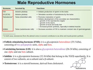 Male Reproductive Hormones
➢Follicle-stimulating hormone (FSH): it is a glycoprotein heterodimer (35.5 kDa),
consisting of two polypeptide units, alpha and beta.
➢Luteinizing hormone (LH): it is also a glycoprotein heterodimer (26-34 kDa), consisting of
one alpha and one beta subunit.
➢Inhibin: it is a glycoprotein hormone (32-36 kDa) that belong to the TGFβ superfamily. It is
consist of two subunits, an α-subunit and a β-subunit.
➢Testosterone: it is a steroid hormone, derived from cholesterol.
Testosterone
 
