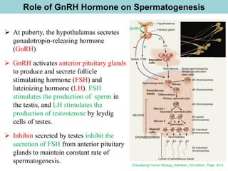 Role of GnRH Hormone on Spermatogenesis
(Visualizing Human Biology_Kathleen_3rd edition, Page: 491)
➢ At puberty, the hypothalamus secretes
gonadotropin-releasing hormone
(GnRH)
➢ GnRH activates anterior pituitary glands
to produce and secrete follicle
stimulating hormone (FSH) and
luteinizing hormone (LH). FSH
stimulates the production of sperm in
the testis, and LH stimulates the
production of testosterone by leydig
cells of testes.
➢ Inhibin secreted by testes inhibit the
secretion of FSH from anterior pituitary
glands to maintain constant rate of
spermatogenesis.
- +
+
GnRH
 