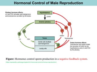 Hormonal Control of Male Reproduction
Figure: Hormones control sperm production in a negative feedback system.
(https://opentextbc.ca/biology/chapter/24-4-hormonal-control-of-human-reproduction/)
 