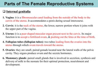 Parts of The Female Reproductive Systems
❑ Internal genitalia
1. Vagina: it is a fibromuscular canal leading from the outside of the body to the
cervix of the uterus. It accommodates a penis during sexual intercourse.
2. Cervix: it is the neck of the uterus, the lower, narrow portion where it joins with
the upper part of the vagina.
3. Uterus: it is a pear-shaped muscular organ present next to the cervix. Its major
function is to accept a fertilized ovum, & pushing out the fetus at the time of birth.
4. Fallopian tubes (fallopian tubes): two tubes leading from the ovaries into the
uterus through which ovum travels toward the uterus.
5. Ovaries: they are small, paired gonads located near the lateral walls of the pelvic
cavity. They organs produce ovum and the secrete hormones.
6. Mammary glands: paired small glands that is involved in secretion, synthesis and
delivery of milk to the neonate for their optimal protection, nourishment and
development.
 