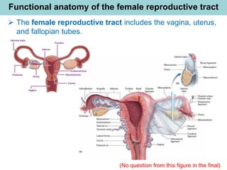Functional anatomy of the female reproductive tract
➢ The female reproductive tract includes the vagina, uterus,
and fallopian tubes.
(No question from this figure in the final)
 