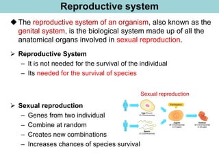 Reproductive system
➢ Reproductive System
– It is not needed for the survival of the individual
– Its needed for the survival of species
◆The reproductive system of an organism, also known as the
genital system, is the biological system made up of all the
anatomical organs involved in sexual reproduction.
Sexual reproduction
➢ Sexual reproduction
– Genes from two individual
– Combine at random
– Creates new combinations
– Increases chances of species survival
 