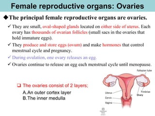 Female reproductive organs: Ovaries
◆The principal female reproductive organs are ovaries.
✓ They are small, oval-shaped glands located on either side of uterus. Each
ovary has thousands of ovarian follicles (small sacs in the ovaries that
hold immature eggs).
✓ They produce and store eggs (ovum) and make hormones that control
menstrual cycle and pregnancy.
✓ During ovulation, one ovary releases an egg.
✓ Ovaries continue to release an egg each menstrual cycle until menopause.
❑ The ovaries consist of 2 layers;
A.An outer cortex layer
B.The inner medulla
 