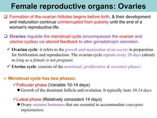 Female reproductive organs: Ovaries
❑ Formation of the ovarian follicles begins before birth, & their development
and maturation continue uninterrupted from puberty until the end of a
woman's reproductive life.
❑ Ovaries regulate the menstrual cycle (encompasses the ovarian and
uterine cycles) via steroid feedback to alter gonadotropin secretion.
✓ Ovarian cycle: it refers to the growth and maturation of an oocyte in preparation
for fertilization and reproduction. The ovarian cycle repeats every 28 days (about)
as long as a female is not pregnant.
✓ Uterine cycle: consists of the menstrual, proliferative & secretory phases.
➢ Menstrual cycle has two phases;
✓Follicular phase (Variable 10-14 days)
⚫ Growth of the dominant follicle and ovulation. It typically lasts 10-14 days.
✓Luteal phase (Relatively consistent 14 days)
⚫ Ovary secretes hormones that are essential to accommodate conceptus
implantation.
 
