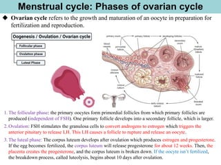 Menstrual cycle: Phases of ovarian cycle
◆ Ovarian cycle refers to the growth and maturation of an oocyte in preparation for
fertilization and reproduction.
1.The follicular phase: the primary oocytes form primordial follicles from which primary follicles are
produced (independent of FSH). One primary follicle develops into a secondary follicle, which is larger.
2.Ovulation: FSH stimulates the granulosa cells to convert androgens to estrogen which triggers the
anterior pituitary to release LH. This LH causes a follicle to rupture and release an oocyte.
3.The luteal phase: The corpus luteum develops after ovulation which produces estrogen and progesterone.
If the egg becomes fertilized, the corpus luteum will release progesterone for about 12 weeks. Then, the
placenta creates the progesterone, and the corpus luteum is broken down. If the oocyte isn’t fertilized,
the breakdown process, called luteolysis, begins about 10 days after ovulation.
 