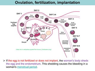 Ovulation, fertilization, implantation
(https://en.m.wikipedia.org/wiki/File:Human_Fertilization.png)
➢ If the egg is not fertilized or does not implant, the woman's body sheds
the egg and the endometrium. This shedding causes the bleeding in a
woman's menstrual period.
 