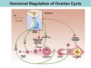 Hormonal Regulation of Ovarian Cycle
 