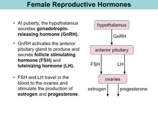 Female Reproductive Hormones
 
