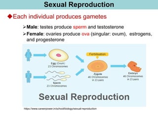 Sexual Reproduction
◆Each individual produces gametes
➢Male: testes produce sperm and testosterone
➢Female: ovaries produce ova (singular: ovum), estrogens,
and progesterone
https://www.careerpower.in/school/biology/sexual-reproduction
 