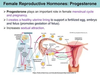 Female Reproductive Hormones: Progesterone
➢ Progesterone plays an important role in female menstrual cycle
and pregnancy.
➢ I creates a healthy uterine lining to support a fertilized egg, embryo
and fetus (promotes gestation of fetus).
➢ Increases sextual attraction.
https://kids.britannica.com/students/assembly/view/228414
 