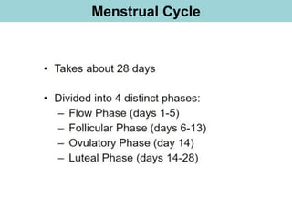 Menstrual Cycle
 