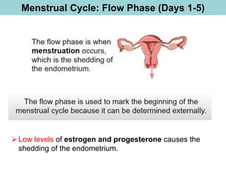 Menstrual Cycle: Flow Phase (Days 1-5)
➢Low levels of estrogen and progesterone causes the
shedding of the endometrium.
 