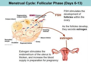 Menstrual Cycle: Follicular Phase (Days 6-13)
 
