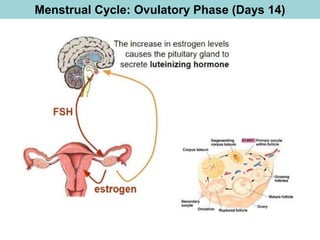 Menstrual Cycle: Ovulatory Phase (Days 14)
 