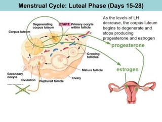 Menstrual Cycle: Luteal Phase (Days 15-28)
 