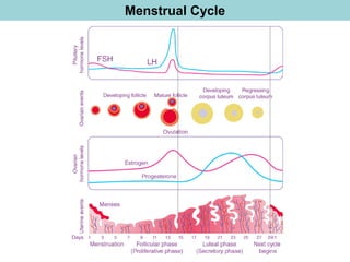 Menstrual Cycle
 