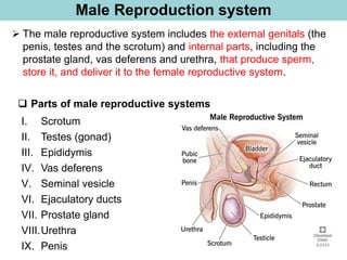 Male Reproduction system
➢ The male reproductive system includes the external genitals (the
penis, testes and the scrotum) and internal parts, including the
prostate gland, vas deferens and urethra, that produce sperm,
store it, and deliver it to the female reproductive system.
❑ Parts of male reproductive systems
I. Scrotum
II. Testes (gonad)
III. Epididymis
IV. Vas deferens
V. Seminal vesicle
VI. Ejaculatory ducts
VII. Prostate gland
VIII.Urethra
IX. Penis
 