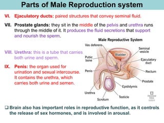 Parts of Male Reproduction system
VI. Ejaculatory ducts: paired structures that convey seminal fluid.
VII. Prostate glands: they sit in the middle of the pelvis and urethra runs
through the middle of it. It produces the fluid secretions that support
and nourish the sperm.
❑ Brain also has important roles in reproductive function, as it controls
the release of sex hormones, and is involved in arousal.
VIII. Urethra: this is a tube that carries
both urine and sperm.
IX. Penis: the organ used for
urination and sexual intercourse.
It contains the urethra, which
carries both urine and semen.
 