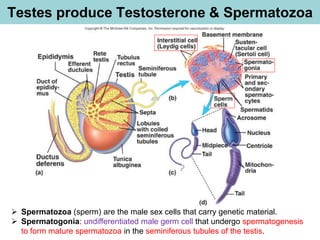 Testes produce Testosterone & Spermatozoa
➢ Spermatozoa (sperm) are the male sex cells that carry genetic material.
➢ Spermatogonia: undifferentiated male germ cell that undergo spermatogenesis
to form mature spermatozoa in the seminiferous tubules of the testis.
 