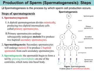 Production of Sperm (Spermatogenesis): Steps
Steps of spermatogenesis
1. Spermatocytogenesis
I.A diploid spermatogonium divides mitotically,
producing two diploid intermediate cells
called primary spermatocytes.
II.Primary spermatocytes undergo
subsequently undergoes meiosis I to produce
two haploid secondary spermatocytes.
2. Spermatidogenesis: Secondary spermatocytes
will undergo meiosis II to produce 2 haploid
spermatids from each secondary spermatocytes.
3. Spermiogenesis: the spermatids begin to form a
tail by growing microtubules on one of the
centrioles, which turns into basal body.
Figure: Spermatogenesis.
It takes place in seminiferous tubules.
❑ Spermatogenesis is the process by which sperm cell production occurs.
 