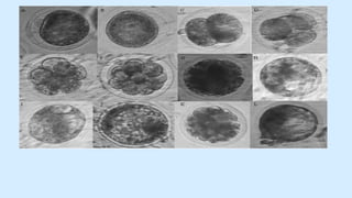 Lecture 20 superovulation and embryo transfer in cattle | PDF