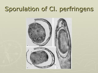 Sporulation of   Cl. perfringens 