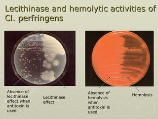 Lecithinase and hemolytic activities of Cl. perfringens Absence of lecithinase effect when antitoxin is used  Hemolysis  Lecithinase effect   Absence of hemolysis when antitoxin is used  