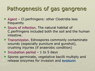 Pathogenesis of gas gangrene  Agent  – Cl.perfringens: other Clostridia less frequently  Sours of infection.  The natural habitat of C.perfringens included both the soil and the human intestine. Transmission.  Ednospores commonly contaminate wounds (especially puncture and gunshot), crushing injuries (if anaerobic condition) Incubation period  – 1 to 5 days Spores germinate, vegetative bacilli multiply and release enzymes for invasion and  exotoxin 