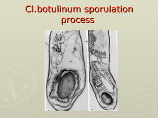 Cl.botulinum sporulation process   