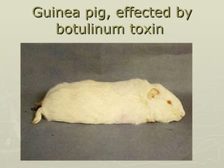Guinea pig, effected by botulinum toxin  