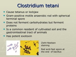 Clostridium tetani Cause tetanus or lockjaw Gram-positive motile anaerobic rod with spherical terminal spore Does not ferment carbohydrates but ferment proteins  Is a common resident of cultivated soil and the gastrointestinal tract of animals Has potent exotoxin Ziehl-Neelsen staining  Red acid-fast spore at the end  of bacillus 