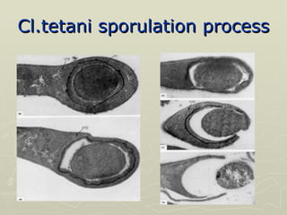 Cl.tetani sporulation process 