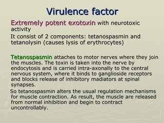 Virulence factor Extremely potent exotoxin  with neurotoxic activity  It consist of 2 components: tetanospasmin and tetanolysin (causes lysis of erythrocytes) Tetanospasmin   attaches to motor nerves where they join the muscles. The toxin is taken into the nerve by endocytosis and is carried intra-axonally to the central nervous system, where it binds to ganglioside receptors and blocks release of inhibitory madiators at spinal synapses.  So tetanospasmin alters the usual regulation mechanisms for muscle contraction. As result, the muscle are released from normal inhibition and begin to contract uncontrollably. 