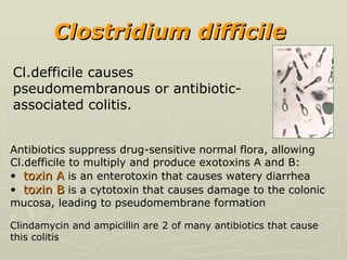 C lostridium  difficile   Cl.defficile causes pseudomembranous or antibiotic-associated colitis.  Antibiotics suppress drug-sensitive normal flora, allowing Cl.defficile to multiply and produce exotoxins A and B: toxin A  is an enterotoxin that causes watery diarrhea  toxin B  is a cytotoxin that causes damage to the colonic mucosa, leading to pseudomembrane formation Clindamycin and ampicillin are 2 of many antibiotics that cause this colitis 