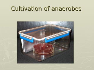 Cultivation of anaerobes  