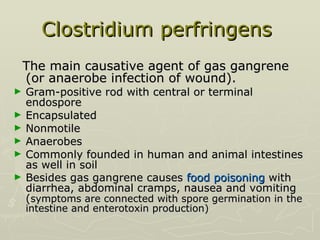 Clostridium perfringens   The main causative agent of gas gangrene (or anaerobe infection of wound). Gram-positive rod with central or terminal endospore Encapsulated Nonmotile  Anaerobes  Commonly founded in human and animal intestines as well in soil Besides gas gangrene causes  food poisoning  with diarrhea, abdominal cramps, nausea and vomiting ( symptoms are connected with spore germination in the intestine and enterotoxin production) 