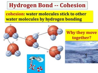 cohesion: water molecules stick to other
water molecules by hydrogen bonding
Why they move
together?

 