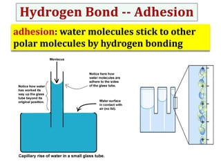 adhesion: water molecules stick to other
polar molecules by hydrogen bonding

 
