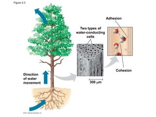Figure 3.3

Adhesion
Two types of
water-conducting
cells

Cohesion

Direction
of water
movement

300 m

 