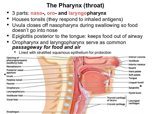 respiratory system
