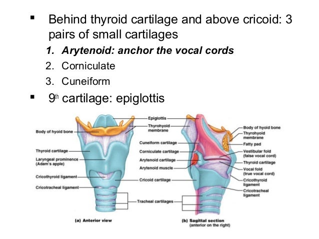 respiratory system