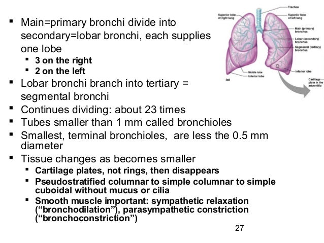 respiratory system