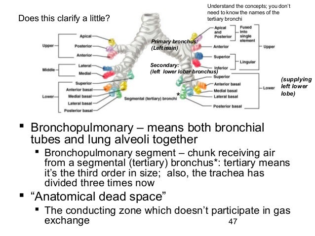 respiratory system