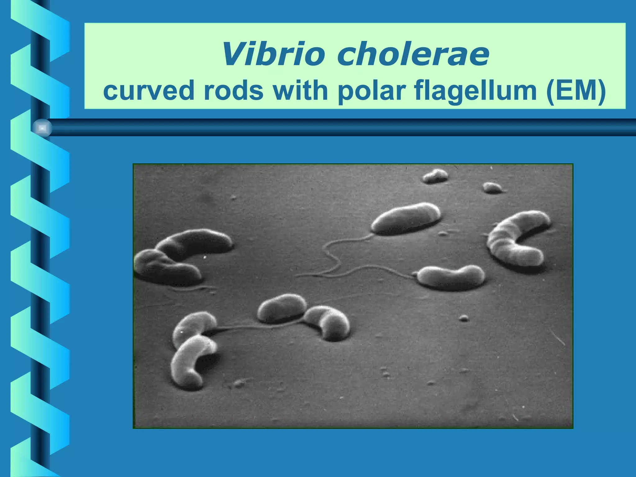 Lecture 21 Vibrio cholerae | PPT