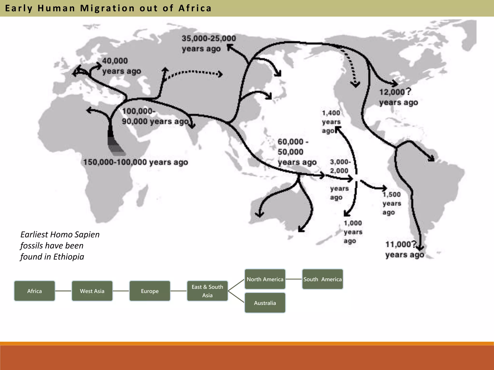 Ea rl y H um a n Mi grati on out of A f ri ca
Earliest Homo Sapien
fossils have been
found in Ethiopia
Africa West Asia Europe
East & South
Asia
North America South America
Australia
 