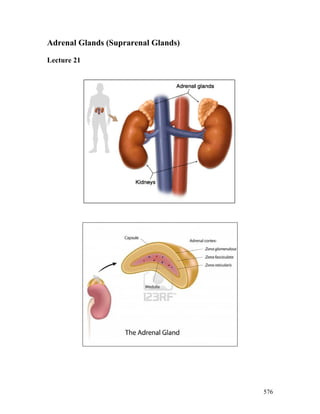 576
Adrenal Glands (Suprarenal Glands)
Lecture 21
 