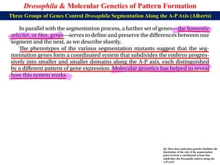 Lecture 21 BBT317 Molecular Genetics of Pattern Formation in Drosophila ...