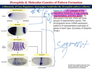 Lecture 21 BBT317 Molecular Genetics of Pattern Formation in Drosophila ...